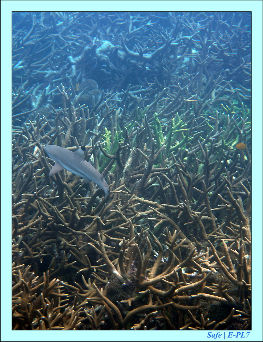 2016 - 07 - Leng Tengah - 041